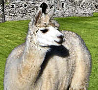 Alpaca